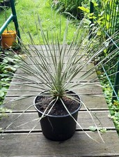 Yucca Elata circa 60 cm
