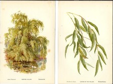 Stampa antica SALICE PIANGENTE ALBERO FOGLIE botanica Salix 1890 Antique print