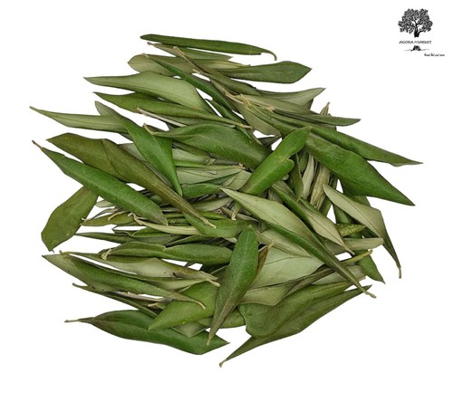 Foglie olivo essiccate - olivo,