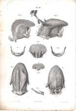 Stampa antica ANATOMIA DELLA