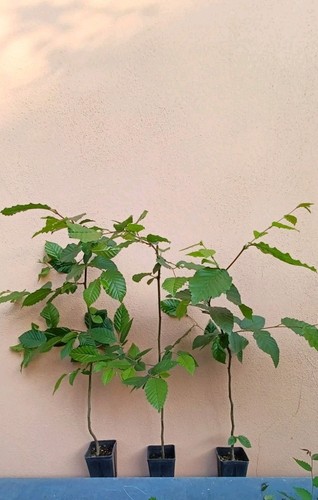 Carpinus betulus carpino - carpinus,