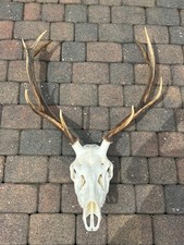 Deer antlers, Deer, Antlers