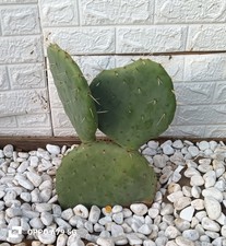 Opuntia pala - opuntia, (fico