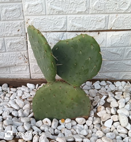 Opuntia pala - opuntia, d'india)pala