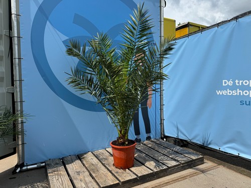 Palma phoenix canariensis - phoenix,
