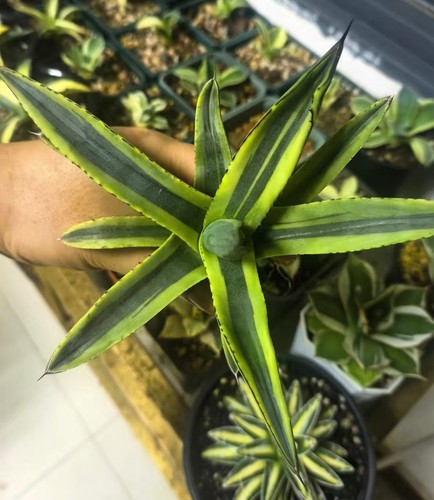 Rara pianta cactus - cactus, agave