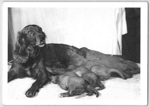 Foto vintage 5x7 cane - foto, setter