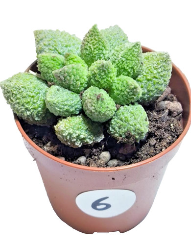 Adromischus mariannae herrei - adromischus,