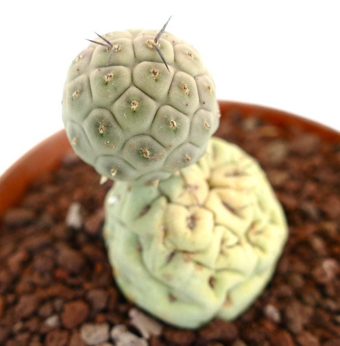 Tephrocactus geometricus two - geometricus,