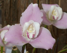 Pianta di orchidea Lycaste