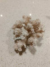 Corallo bianco da collezione