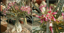 10 semi di ADENIUM SOMALENSE