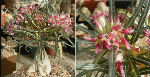 Semi adenium somalense - 10,