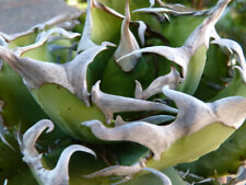 AGAVE TITANOTA clone IB6 (baby of 6 cm)