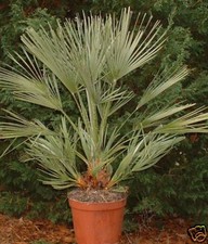 PALMIER CHAMAEROPS HUMILIS