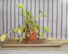 Dionaea muscipula racine nue