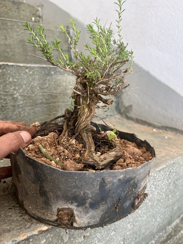 Bonsai timo tronco adulto - bonsai,