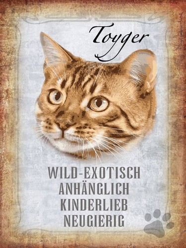 Blechschild 30x40 toyger katze - blechschild,