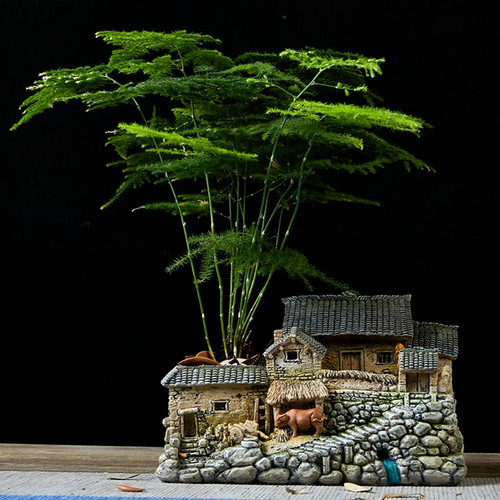 Piante succulente stile cinese