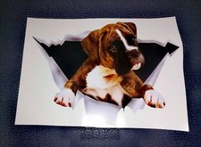 adesivo sticker cane BOXER
