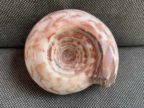 Goniatite ammonite - /,
