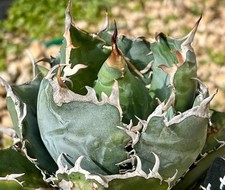 Agave titanota White Whale, da