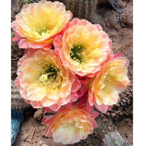 Pianta succulenta cactus - pianta,