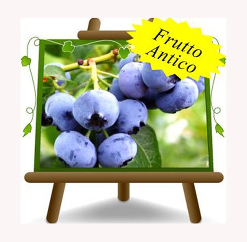 Mirtilli nero gigante - mirtilli,