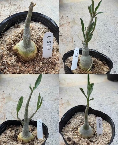 Vendita rara pianta - , cactus