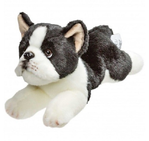 Suki 12075 boston terrier - boston, cane