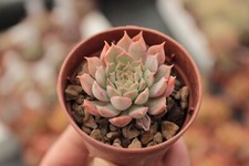 Echeveria 'Red hole' Echeveria