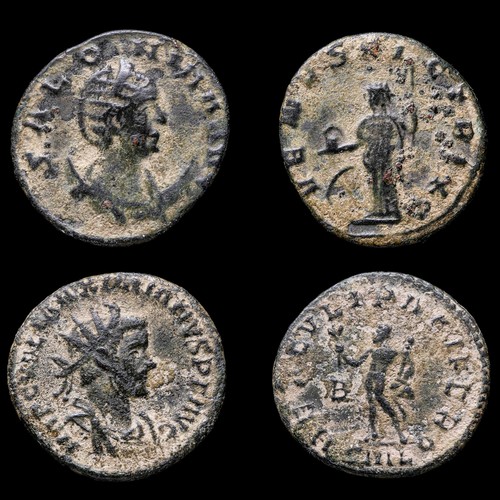 Salonina massimiano venvs - -,