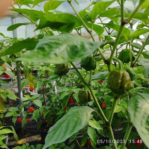 Peperoncino capsicum carolina - peperoncino,