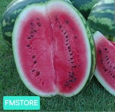 50 SEMI DI ANGURIA CRIMSON