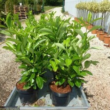 Lauroceraso "Prunus laurocerasus" pianta da siepe in vaso da 2 litri h 60/100 cm