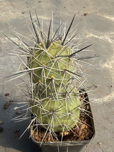 Tephrocactus geometricus spine