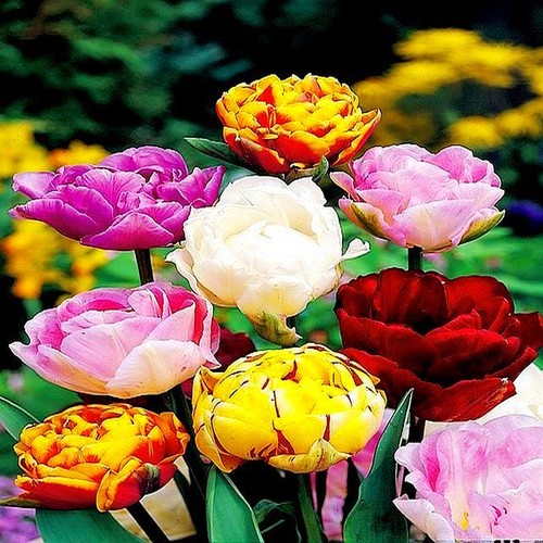 Tulipani bulbi fiori - tulipani, di