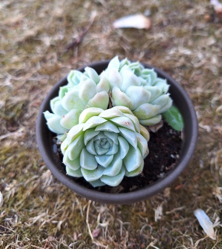 Echeveria hughmillus cluster - hughmillus,