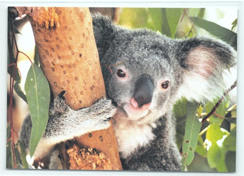 Cartolina postale koala - 1,