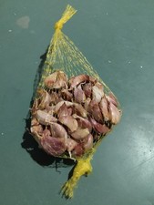 AGLIO ROSSO DI NUBIA      50