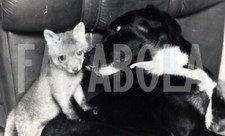 Foto vintage Regno Unito, cucciolo di volpe adottata dal cane, stampa 18x13 cm