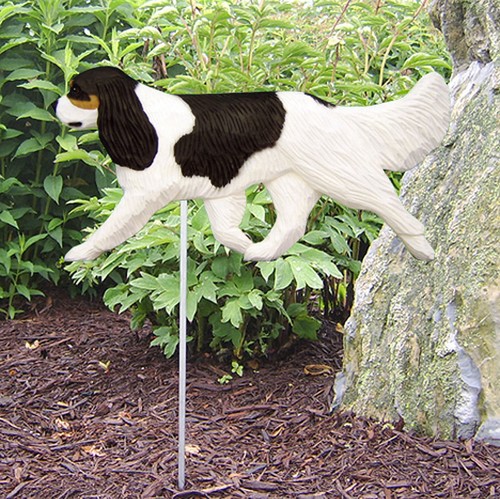 Cavalier king charles outdoor - cavalier,