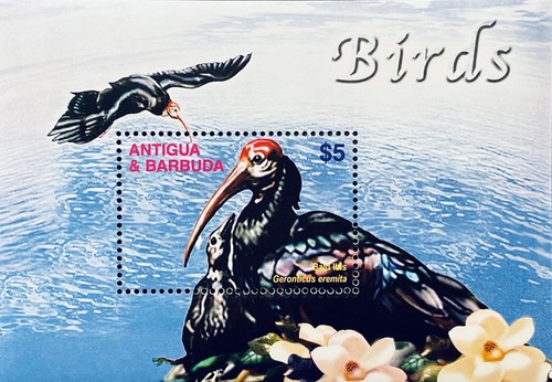 Antigua calvo ibis bird - calvo,