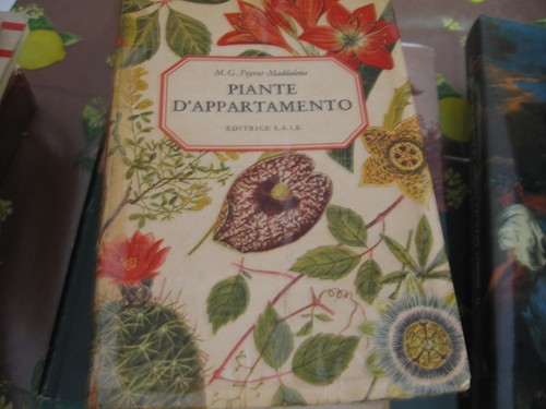 Piante appartamento ed - -,