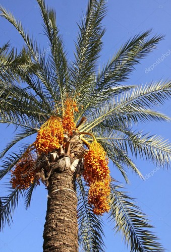 Medjool year old date - 1-,