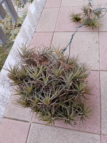 Tillandsia