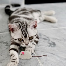  6 Pcs Cat Entertainment