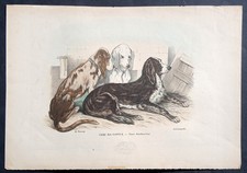 Stampa antica Petraroja cani