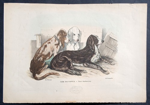 Stampa antica petraroja cani - stampa,