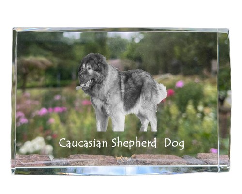 Cane pastore del caucaso - pastore,